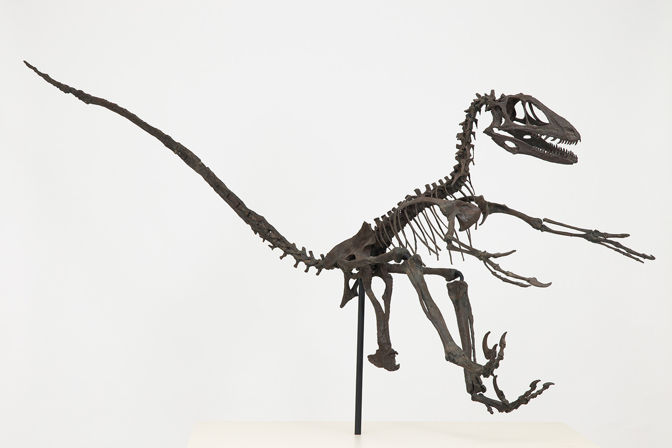 特別展「鳥 ～ゲノム解析で解き明かす新しい鳥類の系統～」 | 展覧会