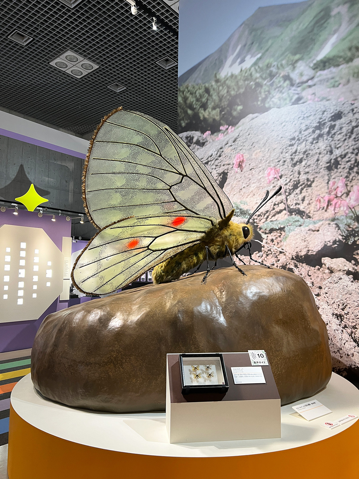 科博で6年ぶりの昆虫展 ― 特別展「昆虫 MANIAC」（レポート）　