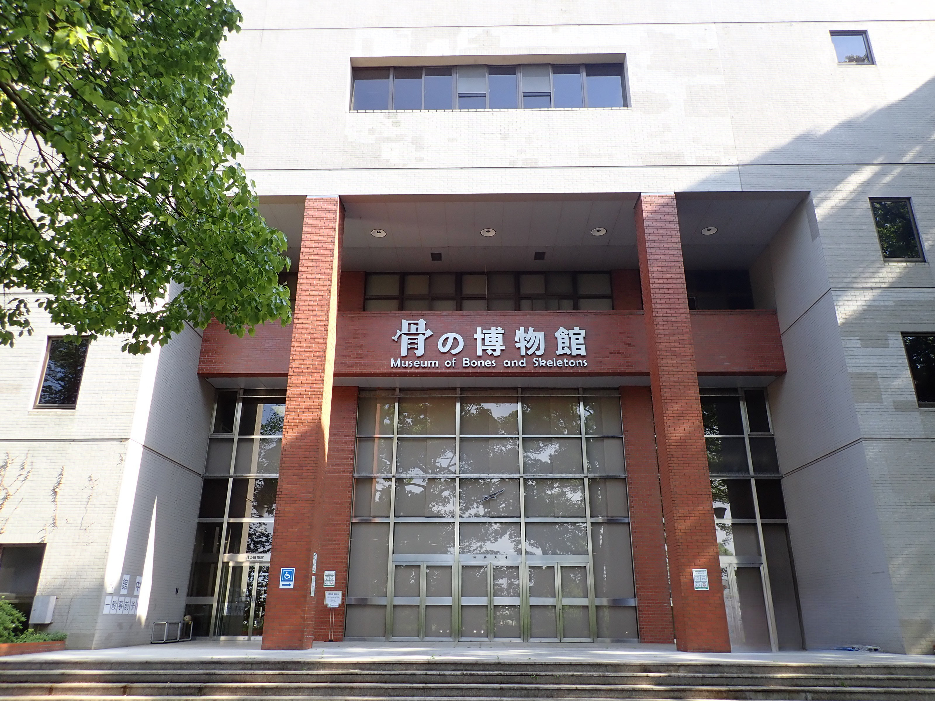 骨の博物館（日本大学生物資源科学部博物館）