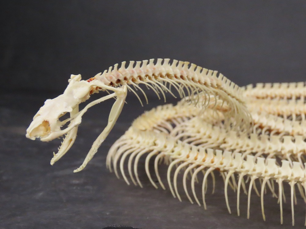《アオダイショウ骨格標本》
