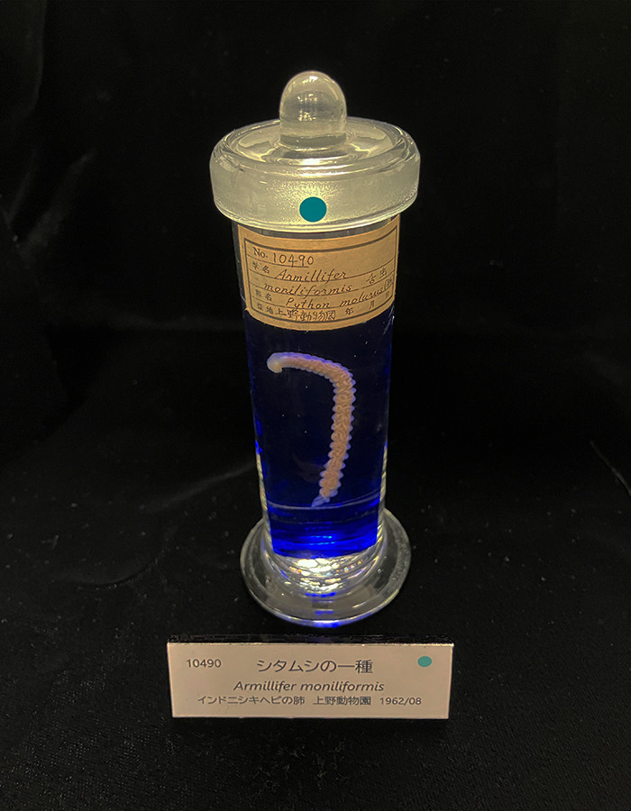 《シタムシの一種　アーミリファー・モニリフォルミス》