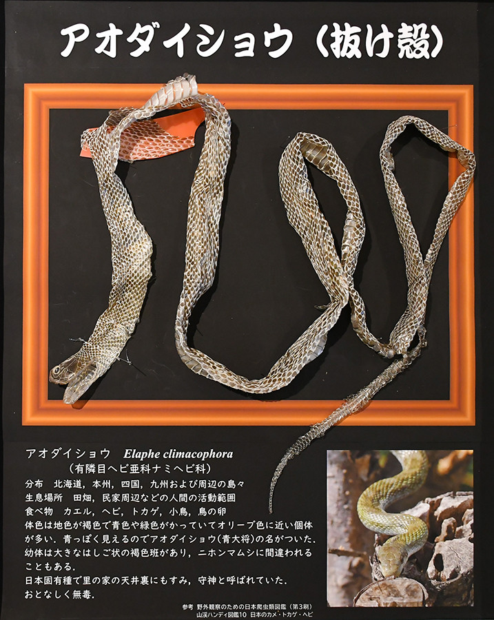 《アオダイショウの抜け殻》