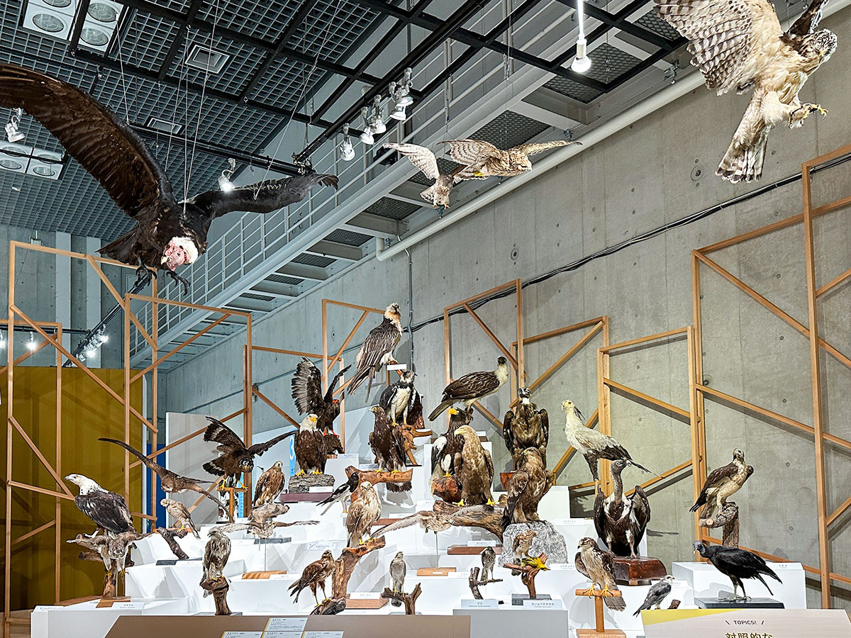 国立科学博物館で初めてのテーマ ― 特別展「鳥」（レポート）