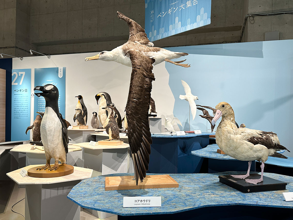 国立科学博物館で初めてのテーマ ― 特別展「鳥」(レポート)