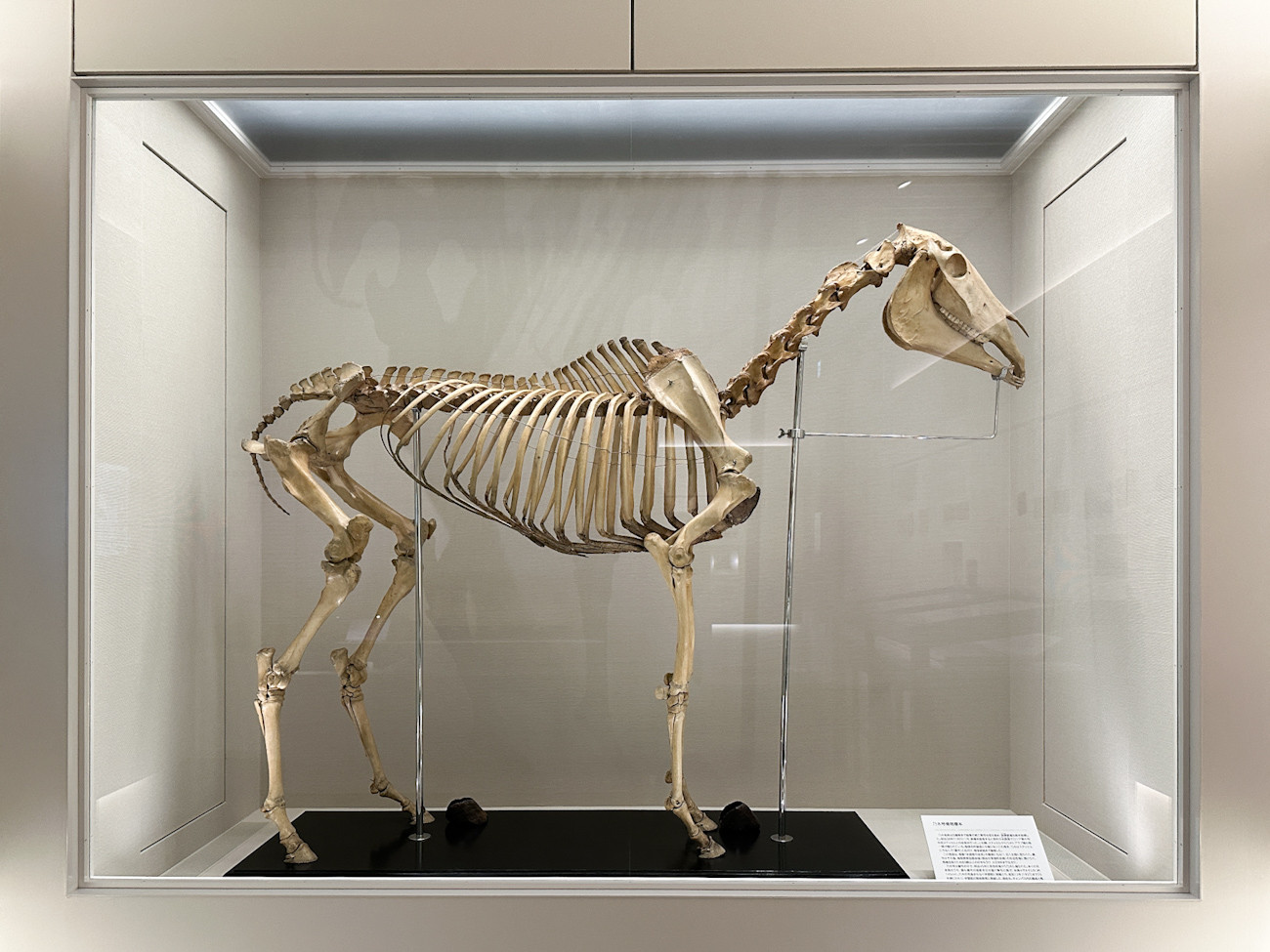 霞会館記念学習院ミュージアム 特別展「学習院コレクション 華族文化美の玉手箱 一芸術と伝統文化のパトロネージュ」 会場