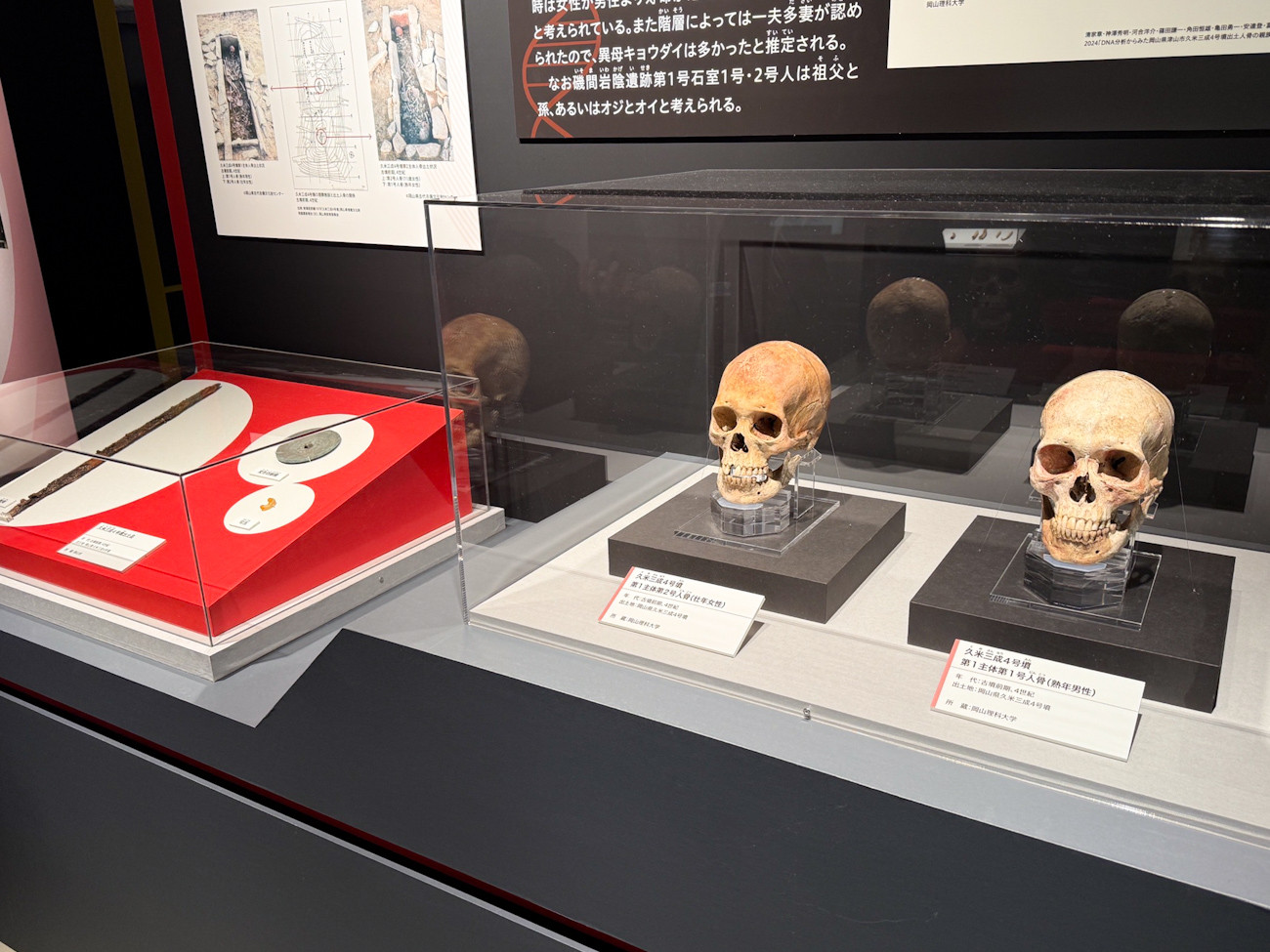国立科学博物館「古代DNA―日本人のきた道―」会場