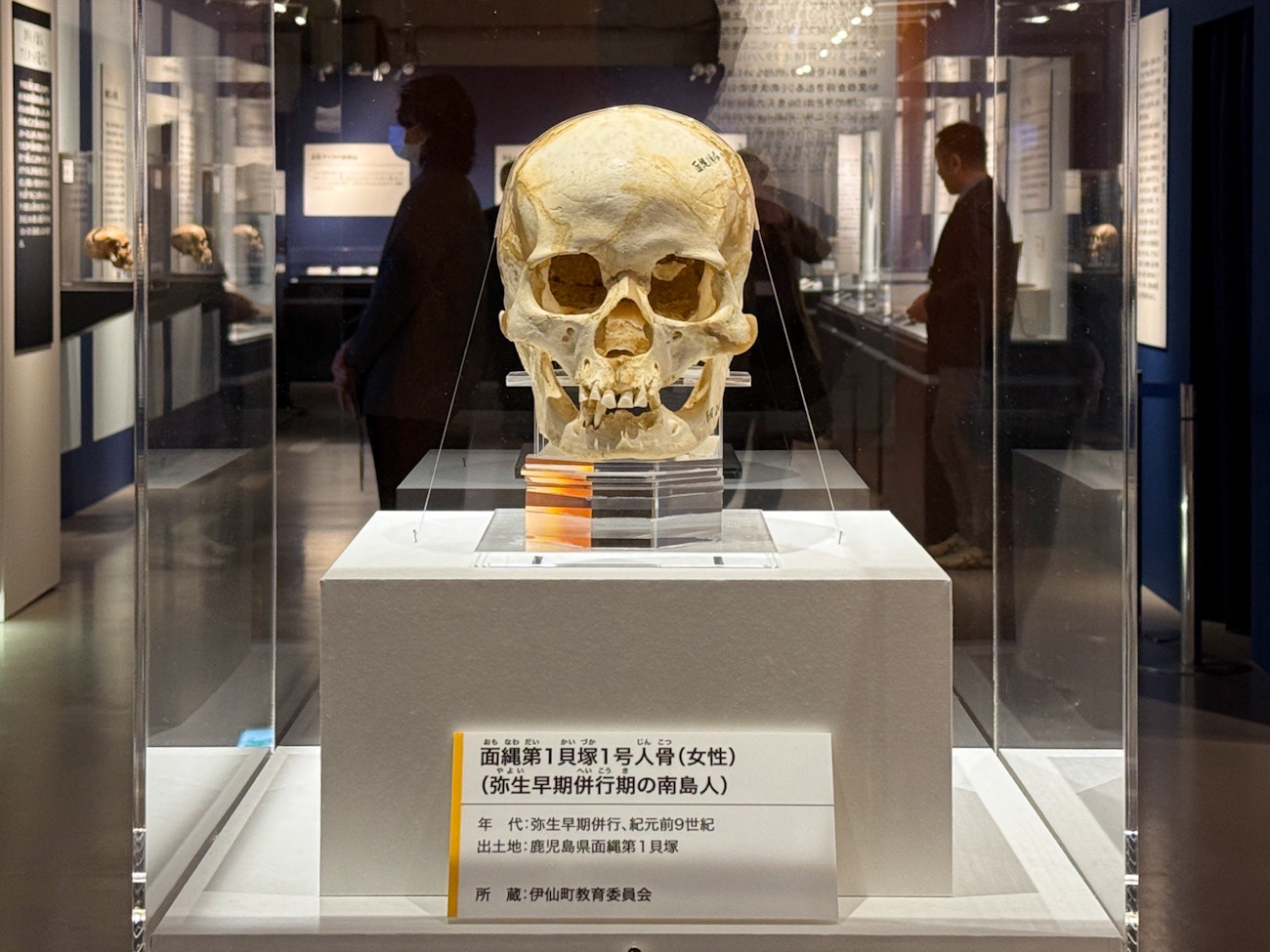 国立科学博物館「古代DNA―日本人のきた道―」会場