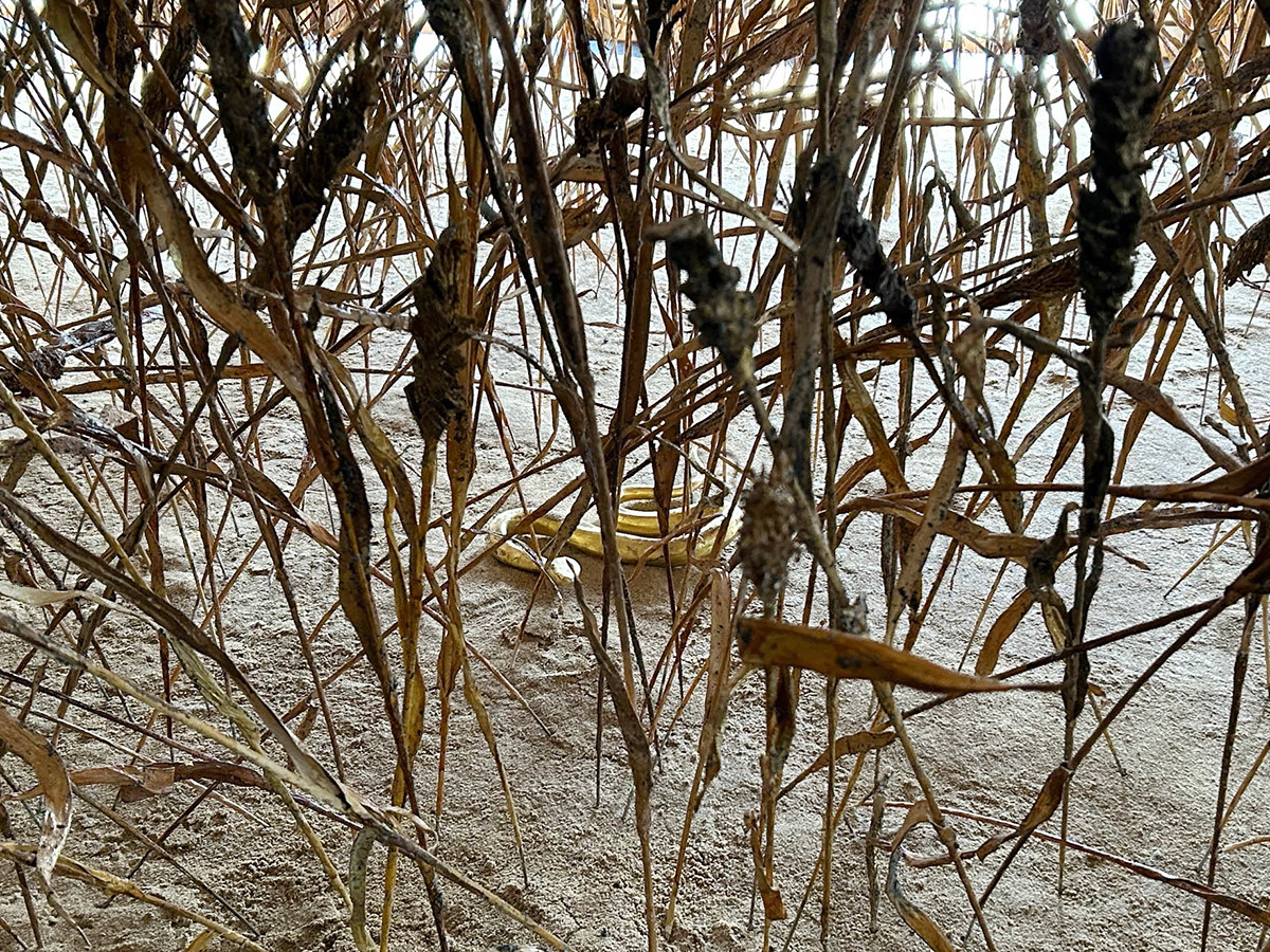 「アンゼルム・キーファー：ソラリス」展　会場