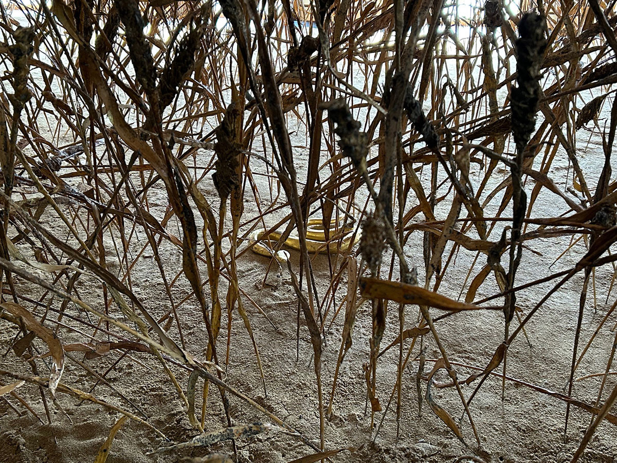 《モーゲンソー計画》（部分）2025