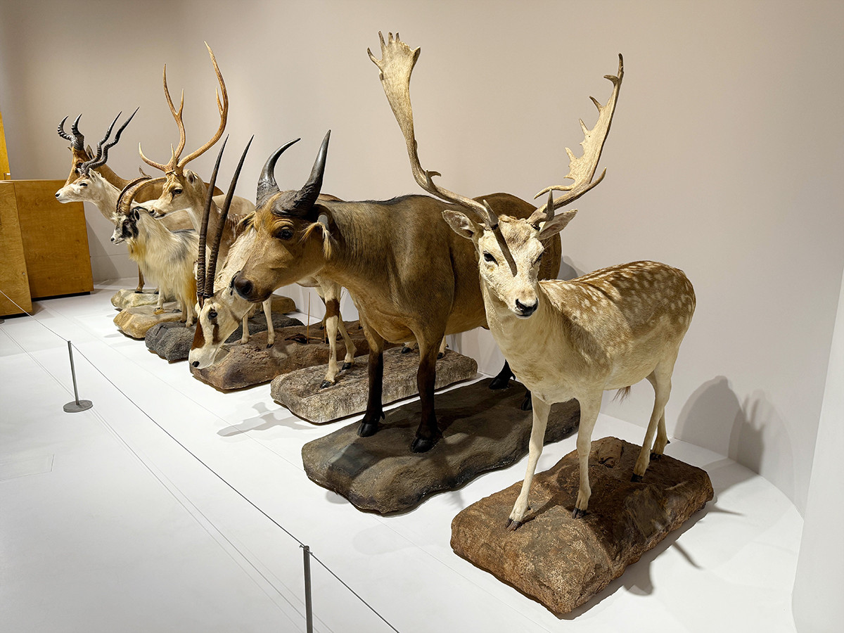 しっぽに耳に、想像力 ― PLAY! MUSEUM「どうぶつ展　わたしたちはだれ？どこへむかうの？」（取材レポート）