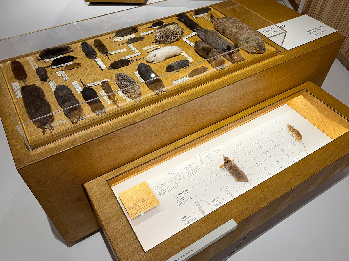 PLAY! MUSEUM「どうぶつ展　わたしたちはだれ？どこへむかうの？〜WHO ARE WE? WHERE ARE WE GOING?」会場より　「WHO ARE WE」