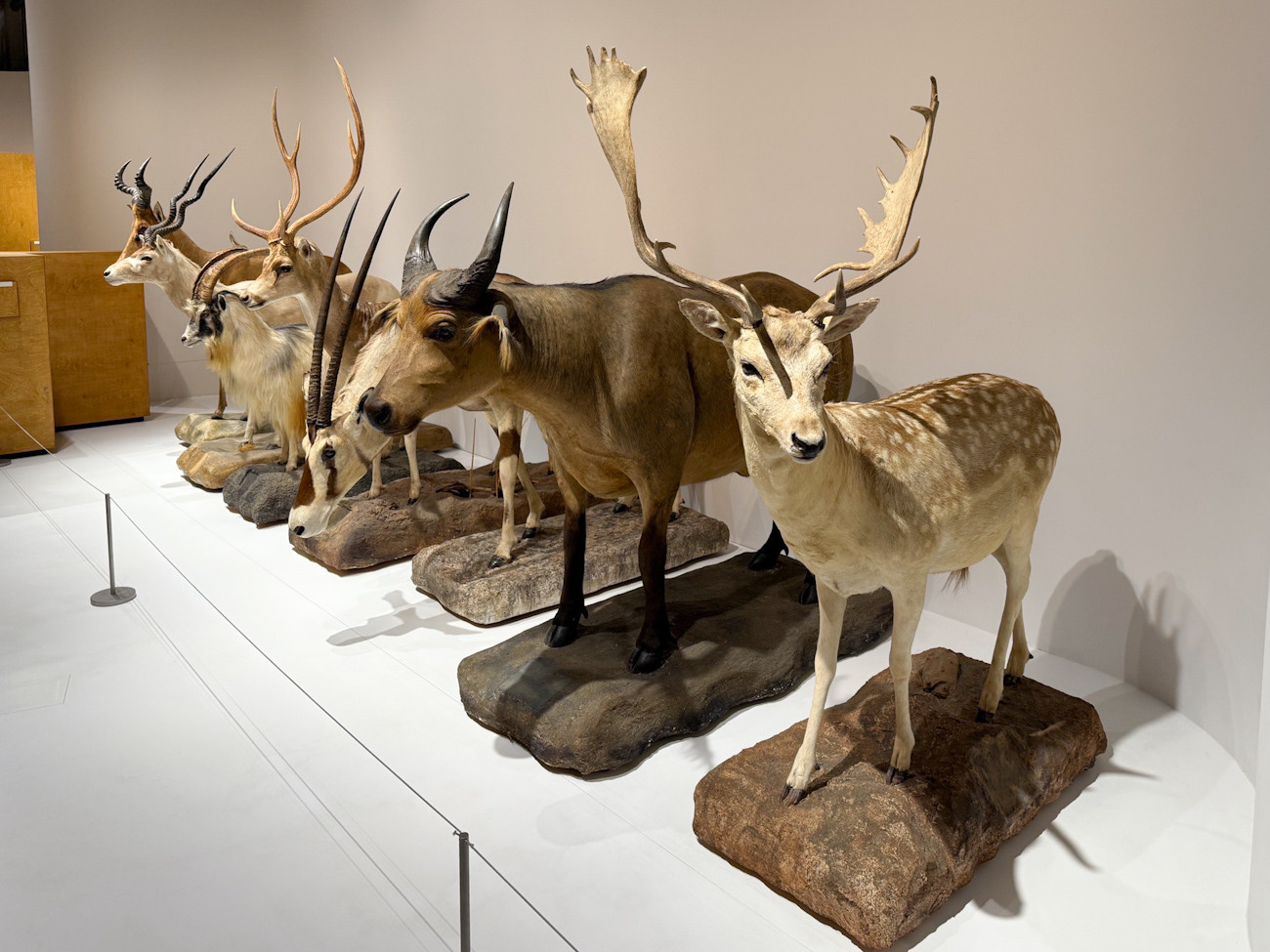 PLAY! MUSEUM「どうぶつ展　わたしたちはだれ？どこへむかうの？〜WHO ARE WE? WHERE ARE WE GOING?」