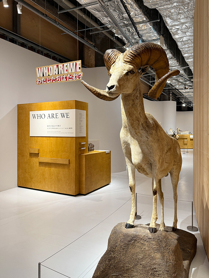 PLAY! MUSEUM「どうぶつ展　わたしたちはだれ？どこへむかうの？〜WHO ARE WE? WHERE ARE WE GOING?」会場より　「WHO ARE WE」