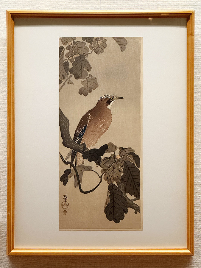 太田記念美術館「没後80年 小原古邨 ― 鳥たちの楽園」会場より 小原小邨《柏に懸巢》個人蔵