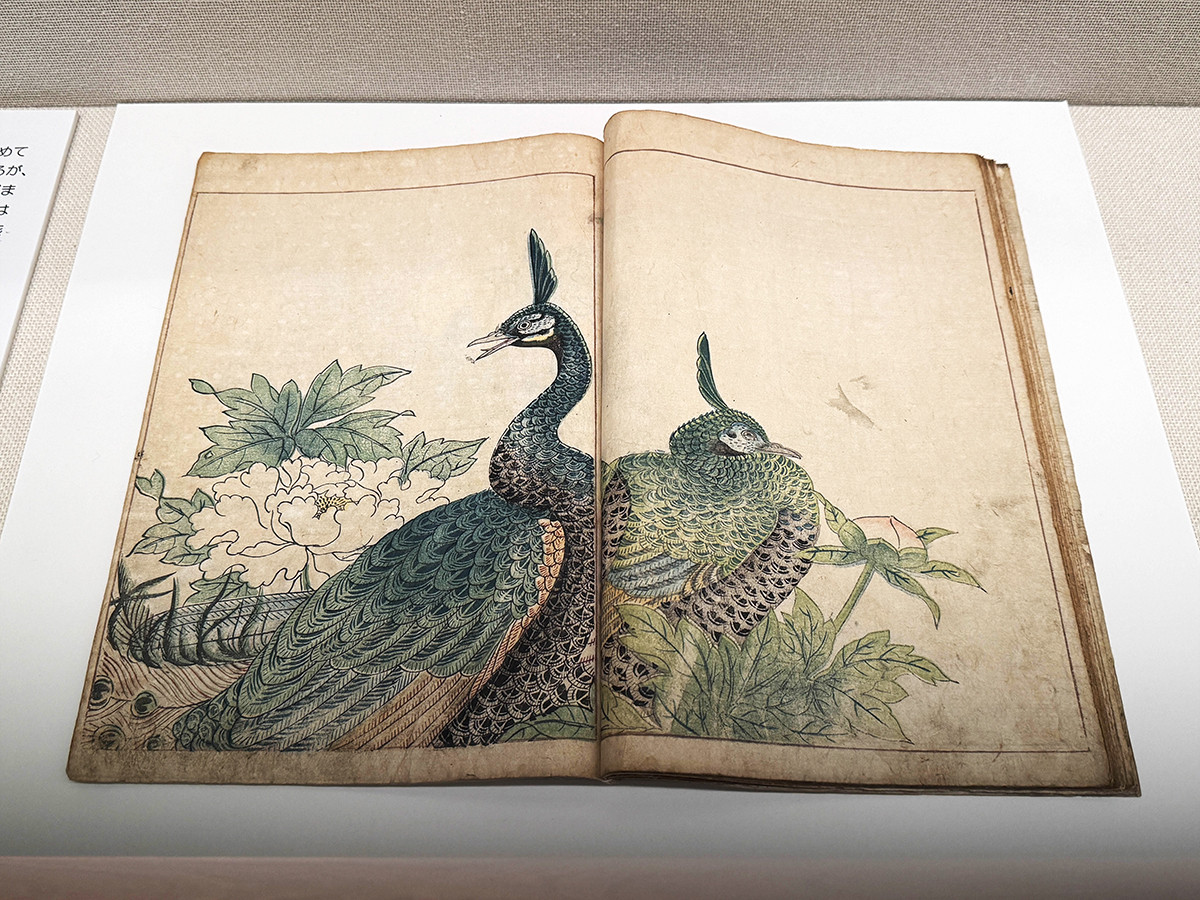 太田記念美術館「没後80年 小原古邨 ― 鳥たちの楽園」会場より 鳥山石燕《『鳥山彦』下巻 孔雀》安永3年(1774)太田記念美術館蔵