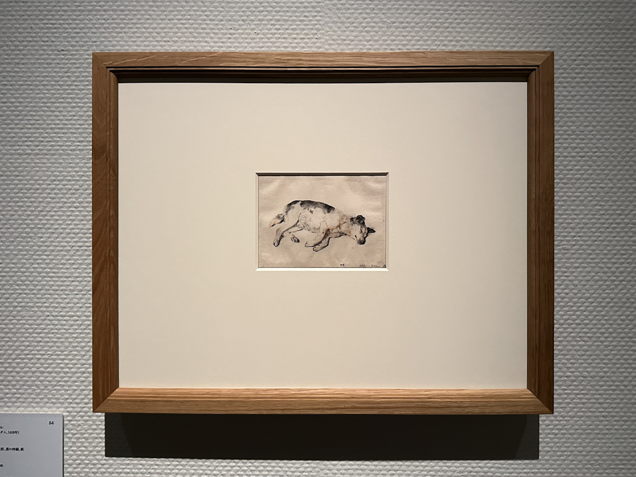 国立西洋美術館「スウェーデン国立美術館 素描コレクション展―ルネサンスからバロックまで」会場 コルネリス・フィッセル《眠る犬》スウェーデン国立美術館