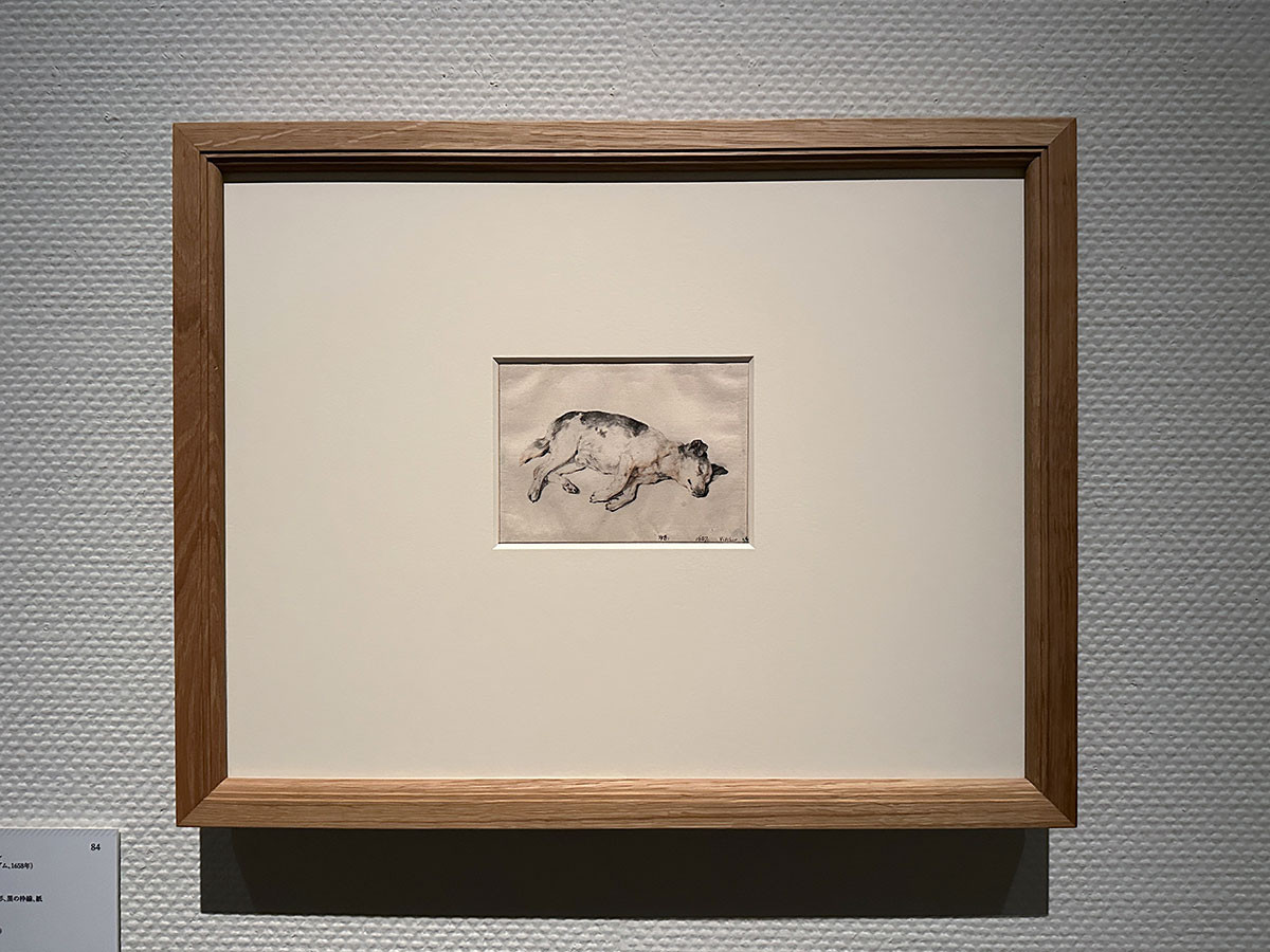 国立西洋美術館「スウェーデン国立美術館 素描コレクション展―ルネサンスからバロックまで」 コルネリス・フィッセル《眠る犬》17世紀半ば頃 スウェーデン国立美術館蔵