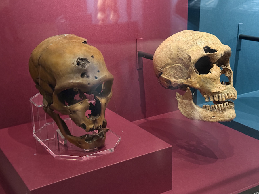 国立科学博物館「氷河期展 〜人類が見た4万年前の世界〜」会場