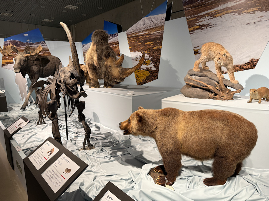 もし4万年前に生きていたら? ― 国立科学博物館で「氷河期展」