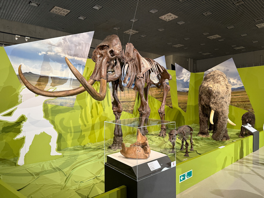 国立科学博物館「氷河期展 〜人類が見た4万年前の世界〜」会場