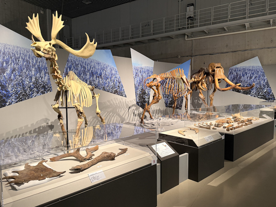 国立科学博物館「氷河期展 〜人類が見た4万年前の世界〜」会場
