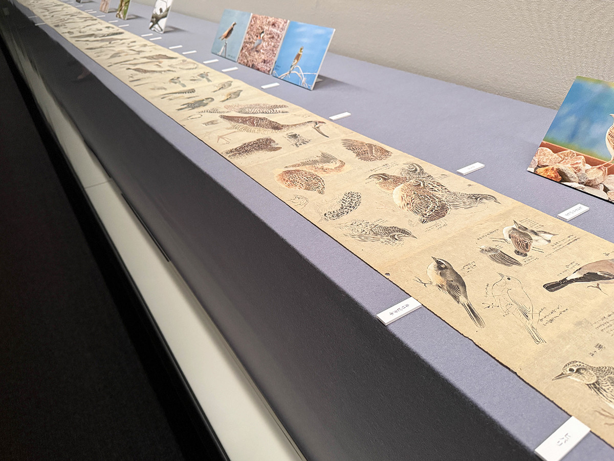 三井記念美術館「美術のあそびとこころ―花と鳥―」　渡辺始興《鳥類真写図巻》江戸時代・18世紀