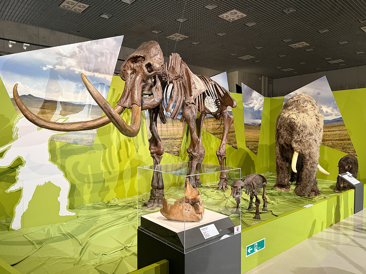 国立科学博物館「氷河期展 〜人類が見た4万年前の世界〜」会場より　最終氷期に繁栄したマンモス動物群