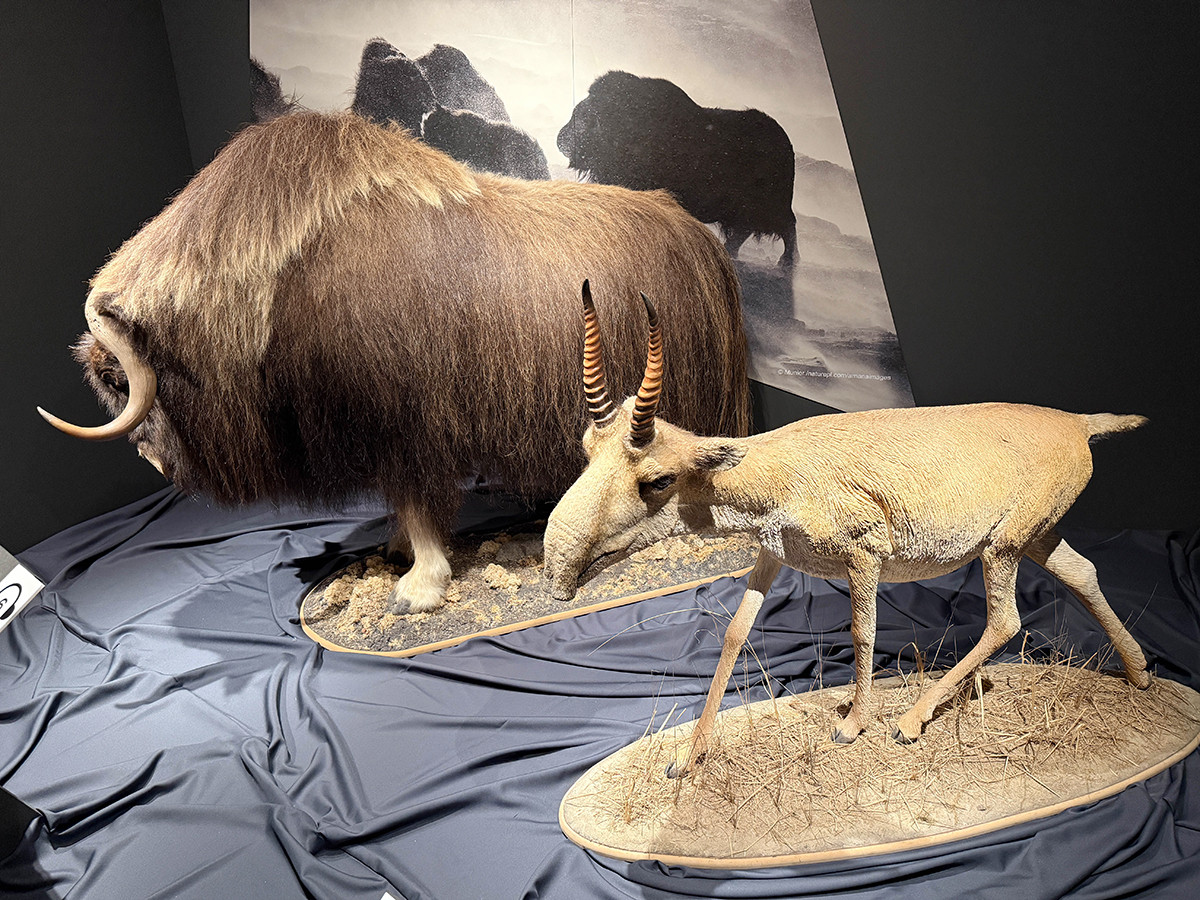 国立科学博物館「氷河期展 〜人類が見た4万年前の世界〜」会場より メガファウナはなぜ消えた?