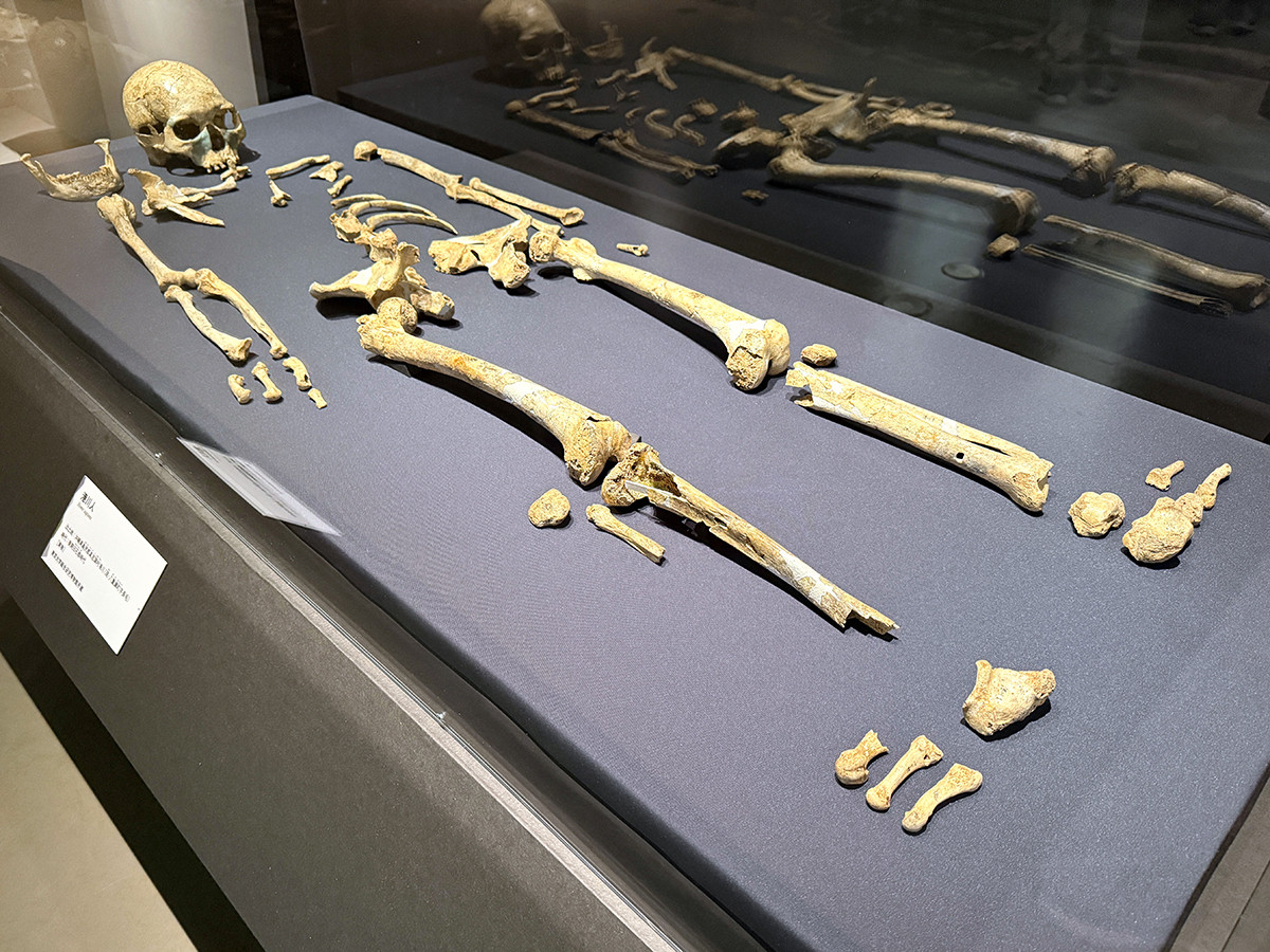 国立科学博物館「氷河期展 〜人類が見た4万年前の世界〜」会場より　港川人　東京大学総合研究博物館