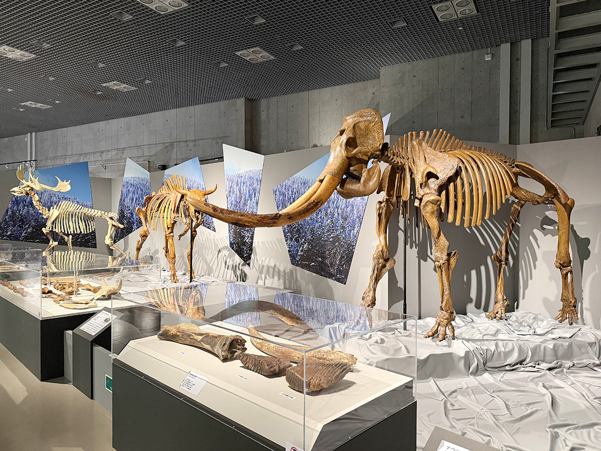 国立科学博物館「氷河期展 〜人類が見た4万年前の世界〜」会場より 日本の更新世哺乳動物相