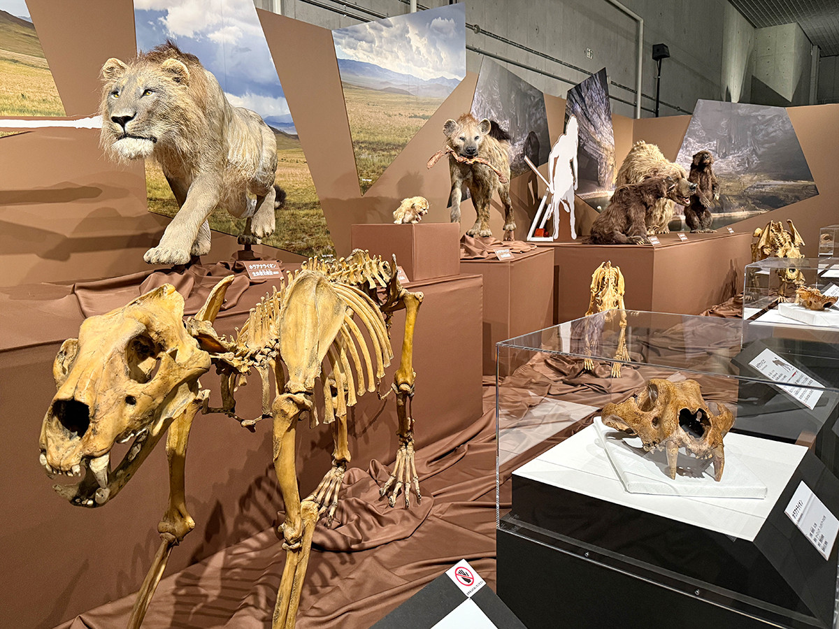 国立科学博物館「氷河期展 〜人類が見た4万年前の世界〜」会場より　肉食動物の放散