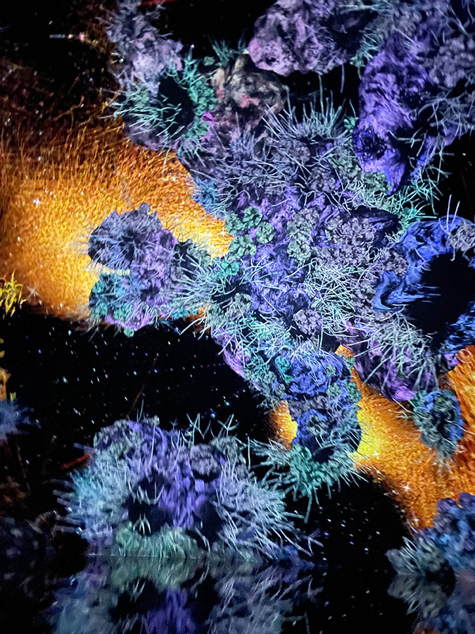 チームラボ バイオヴォルテックス 京都」展示風景