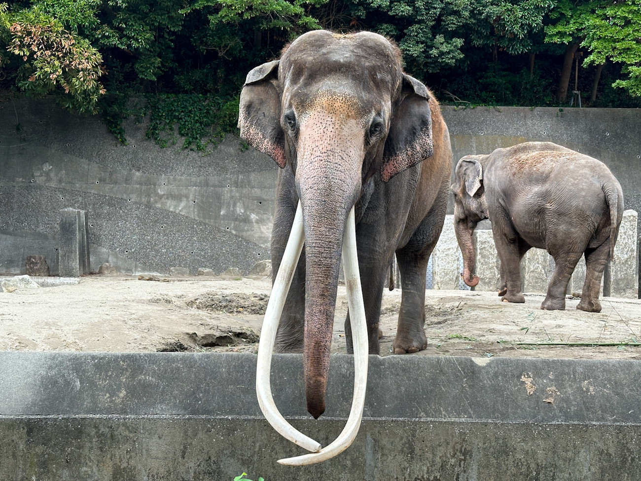 「ミュージアム キャラクター アワード 2025」グランプリ受賞式 横浜市立金沢動物園