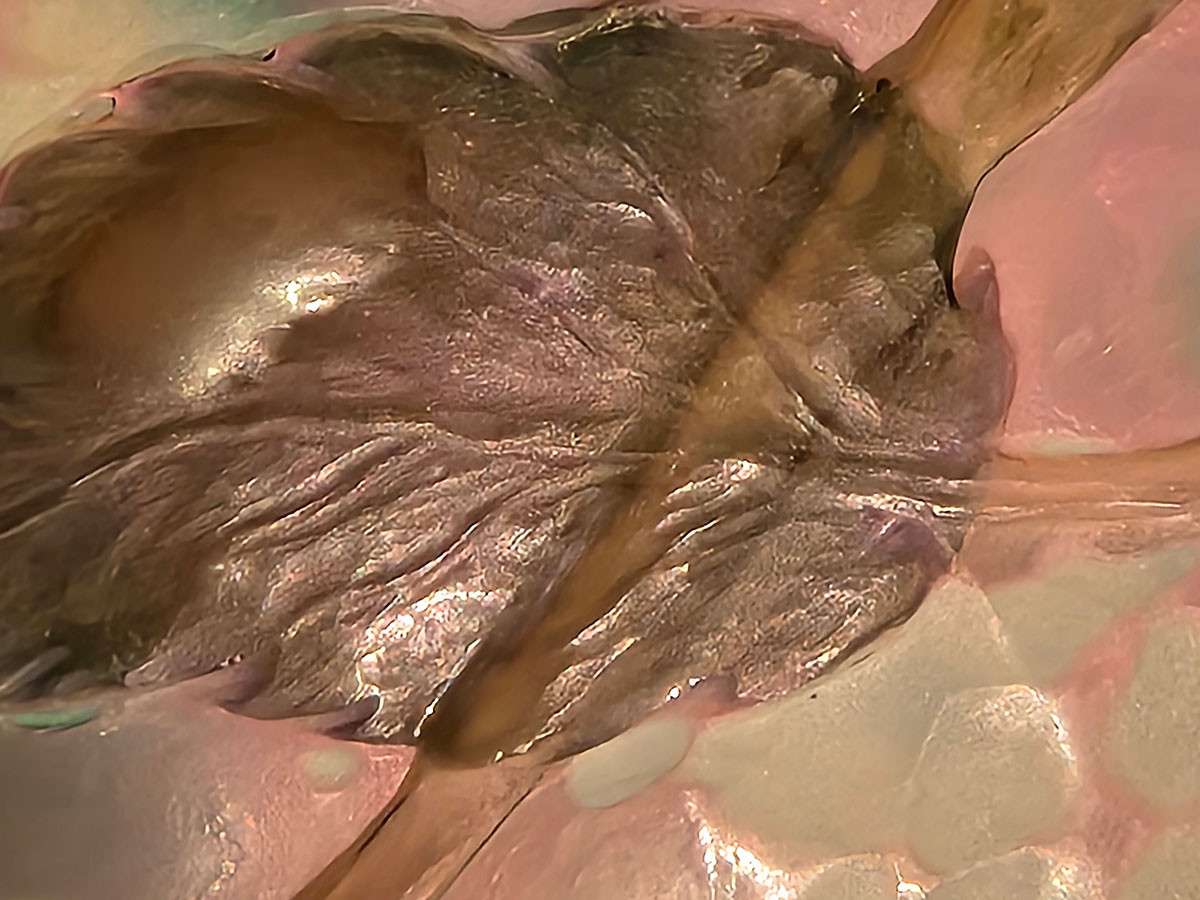 みらい美術館「ガラスと陶芸の美　エミール・ガレ展」