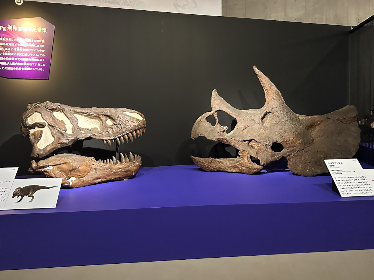 国立科学博物館「大絶滅展」会場