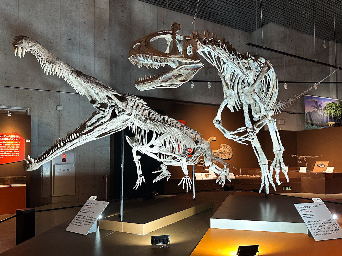 国立科学博物館「大絶滅展」会場
