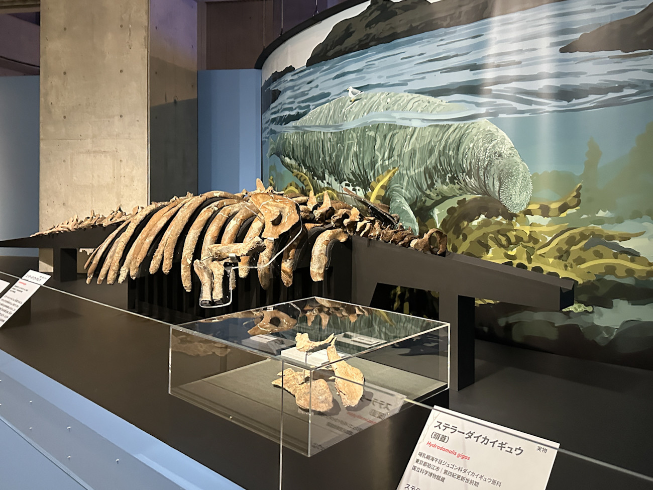 国立科学博物館「大絶滅展」会場