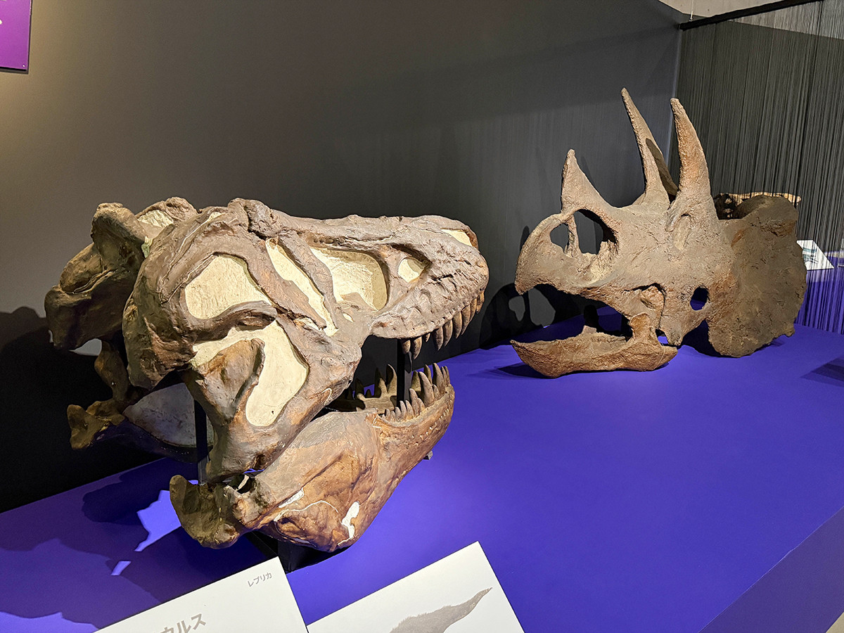 国立科学博物館「大絶滅展-生命史のビッグファイブ」会場より 第5章「K-Pg境界 中生代の終焉 約6,600万年前」