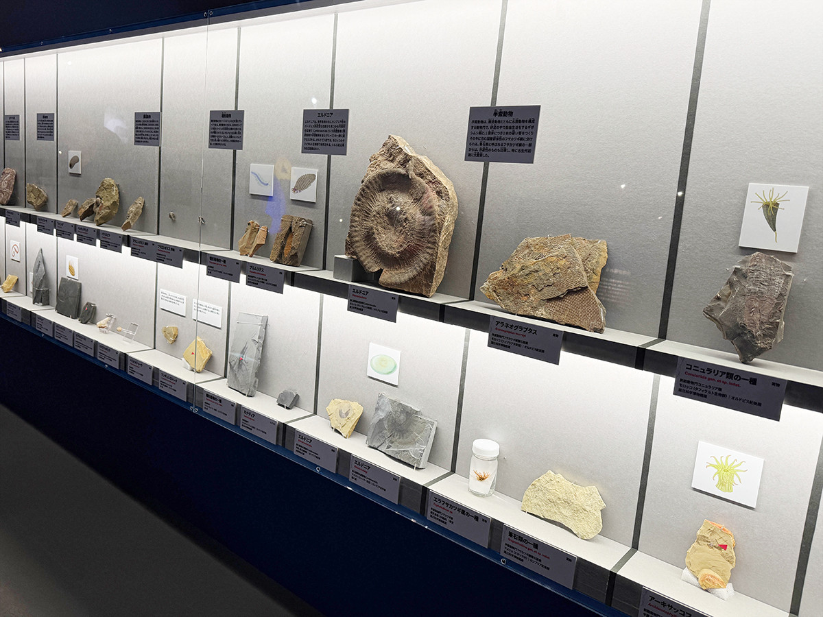 国立科学博物館「大絶滅展-生命史のビッグファイブ」会場より 第1章「O-S境界 海の環境の多様化 約4億4,400万年前」