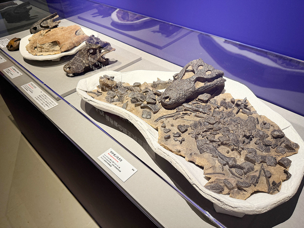 国立科学博物館「大絶滅展-生命史のビッグファイブ」会場より 第5章「K-Pg境界 中生代の終焉 約6,600万年前」