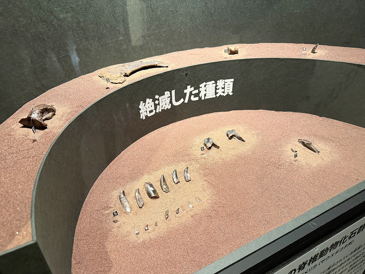 国立科学博物館「大絶滅展-生命史のビッグファイブ」会場より 「プロローグ」