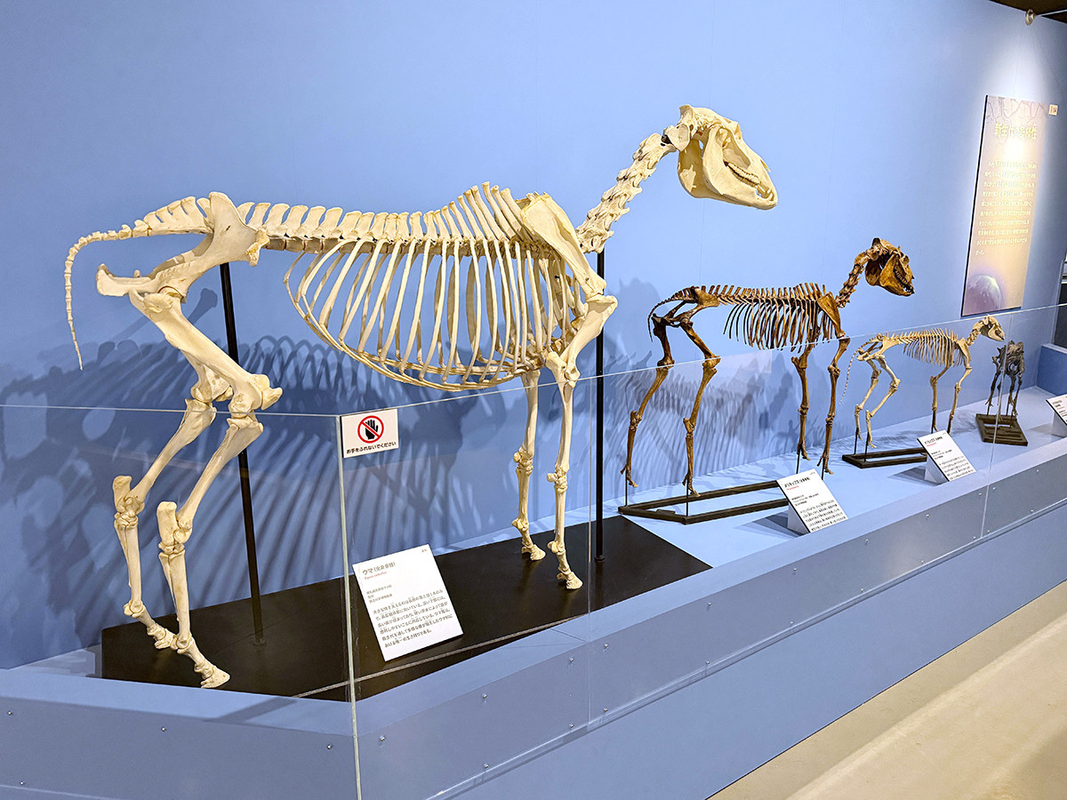 国立科学博物館「大絶滅展-生命史のビッグファイブ」会場より 第6章「新生代に起きた生物の多様化」