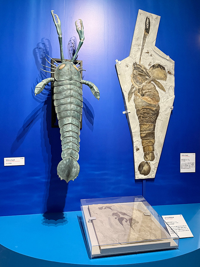 国立科学博物館「大絶滅展-生命史のビッグファイブ」会場より 第1章「O-S境界 海の環境の多様化 約4億4,400万年前」