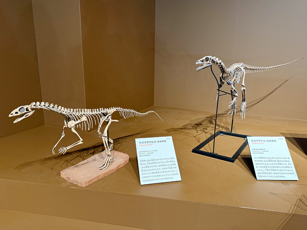 国立科学博物館「大絶滅展-生命史のビッグファイブ」会場より 第4章「T-J境界 恐竜の時代への大変革 約2億100万年前」