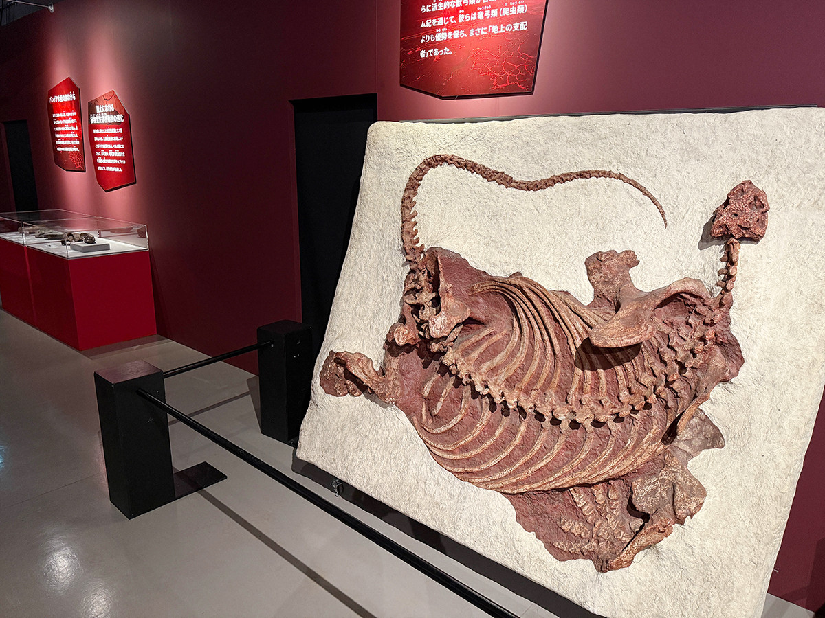 国立科学博物館「大絶滅展-生命史のビッグファイブ」会場より 第3章「P-T境界 史上最大の絶滅 約2億5,200万年前」