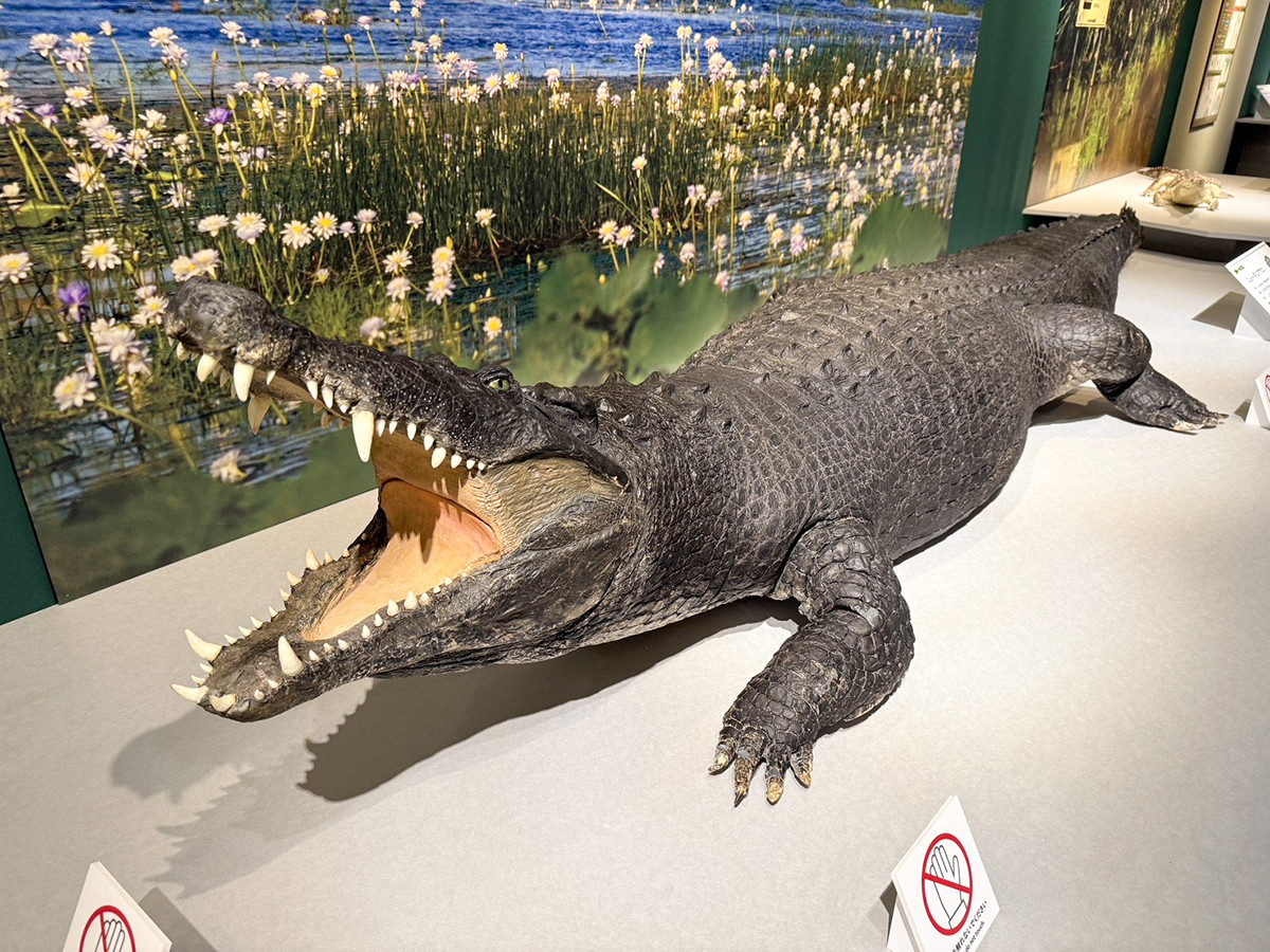 国立科学博物館 企画展「ワニ」会場