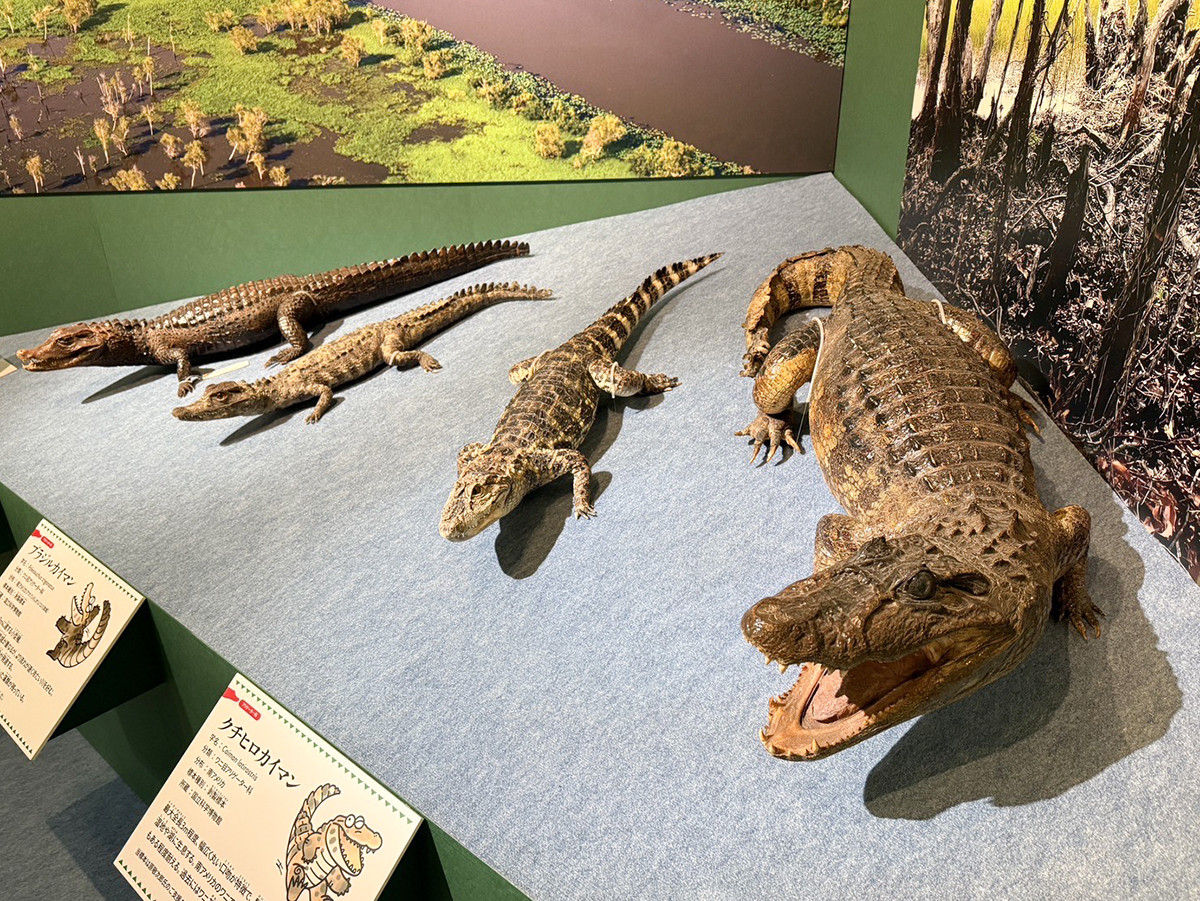 太古の隣人・ワニのリアルに迫る ─ 国立科学博物館で企画展「ワニ