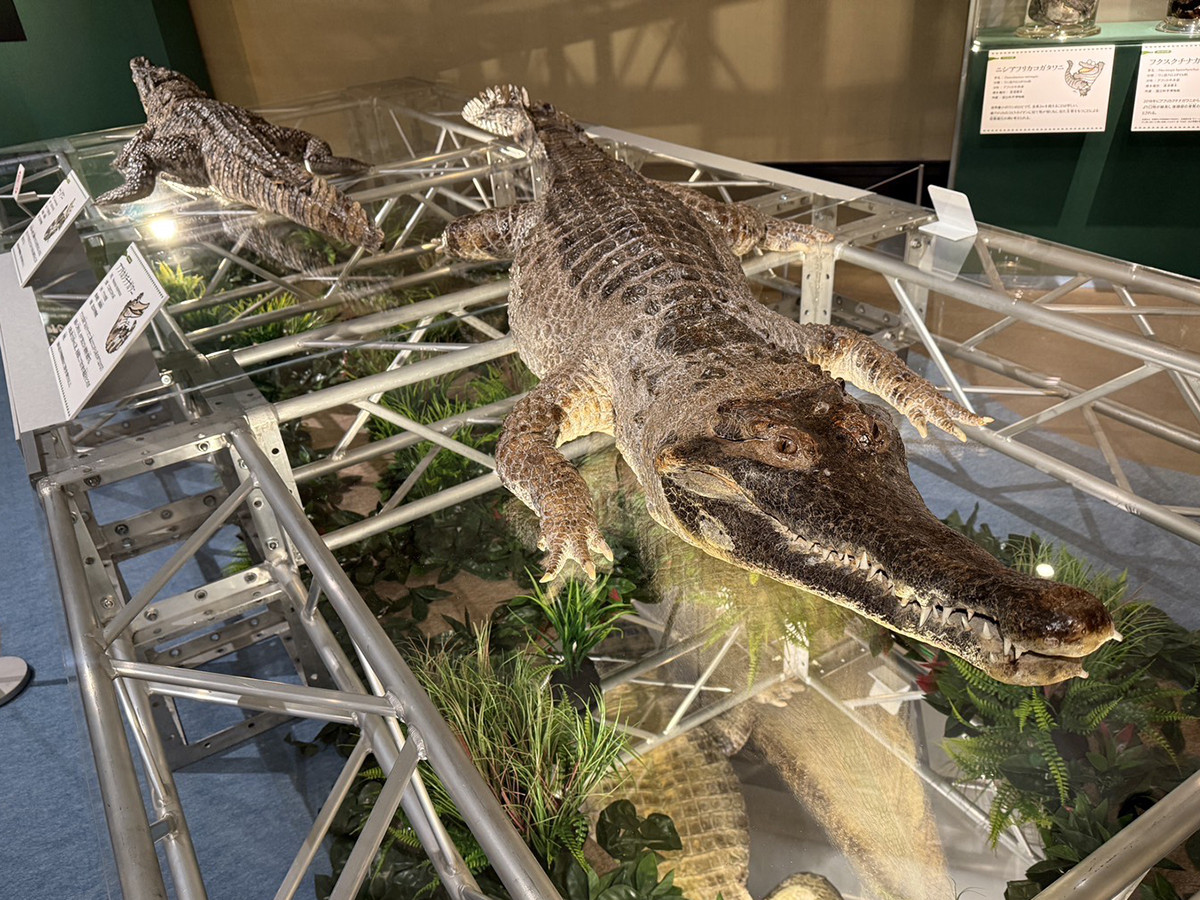 国立科学博物館 企画展「ワニ」会場