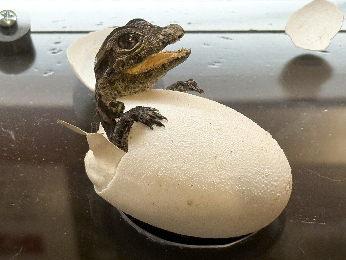 国立科学博物館 企画展「ワニ」会場