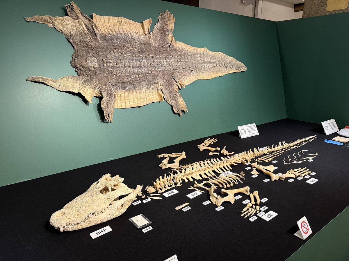 国立科学博物館　企画展「ワニ」会場